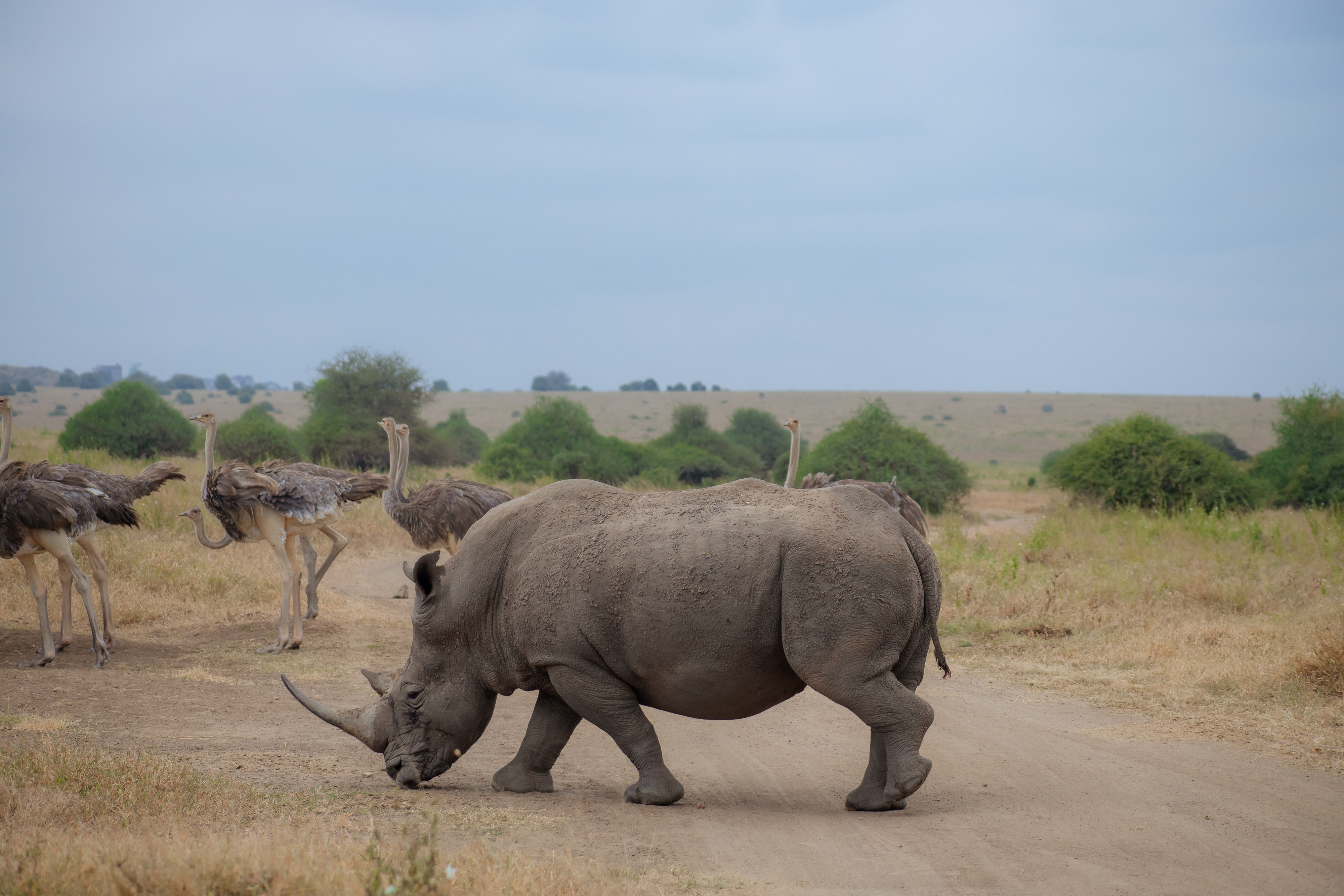 4 Days Great Masai Mara Luxury Migration Safari